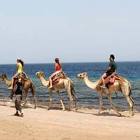 Ras Shitan Eid Al-Adha Camp
